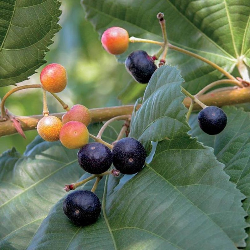 Phalsa, Grewia asiatica, fagyérzékeny, gyümölcs